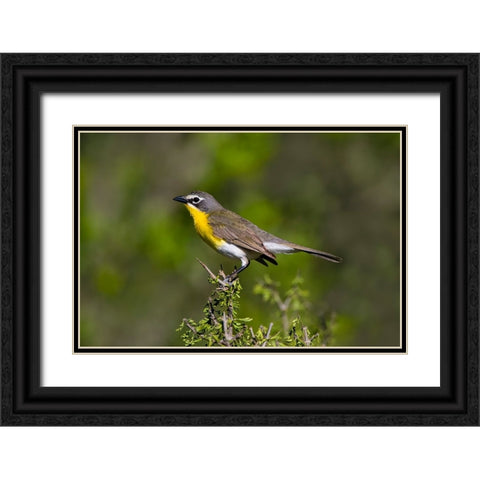 Yellow-breasted chat adult perched in dense brush Black Ornate Wood Framed Art Print with Double Matting by Ditto, Larry