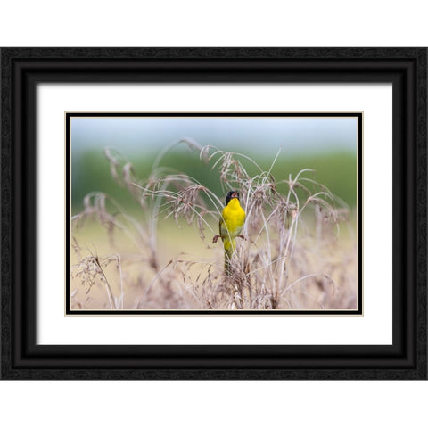 Common Yellowthroat-Geothlypis trichas-male singing in prairie Marion County-Illinois Black Ornate Wood Framed Art Print with Double Matting by Day, Richard and Susan