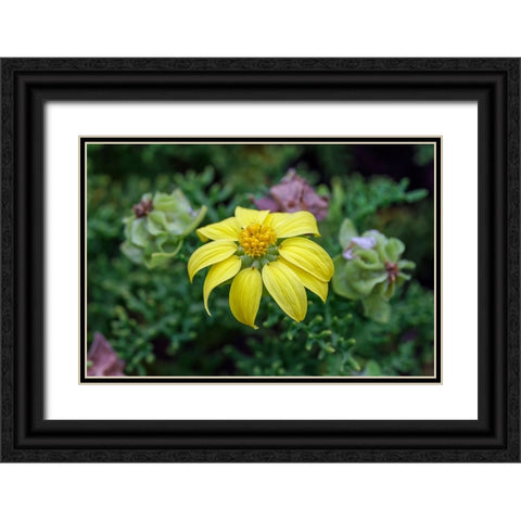Yellow daisy bush-endemic to Floreana Island-Galapagos Islands-Ecuador Black Ornate Wood Framed Art Print with Double Matting by Jones, Adam