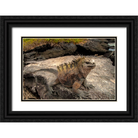 Ugly marine iguana on Fernandina Island was the model for the Godzilla movies. Black Ornate Wood Framed Art Print with Double Matting by Sederquist, Betty