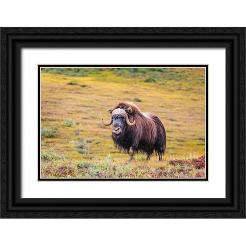 USA- Alaska- Noatak National Preserve. Bull Muskox on the arctic tundra. Black Ornate Wood Framed Art Print with Double Matting by Norrsell, Fredrik