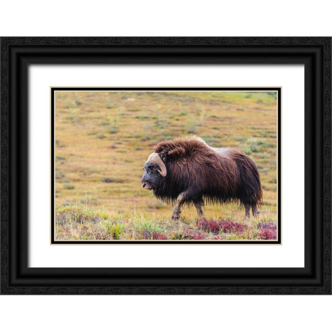 USA- Alaska- Noatak National Preserve. Bull Muskox on the arctic tundra. Black Ornate Wood Framed Art Print with Double Matting by Norrsell, Fredrik