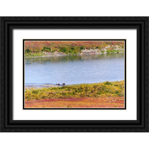 USA- Alaska- Noatak National Preserve. Muskox- a bull- a cow and a calf- along the Noatak River. Black Ornate Wood Framed Art Print with Double Matting by Norrsell, Fredrik