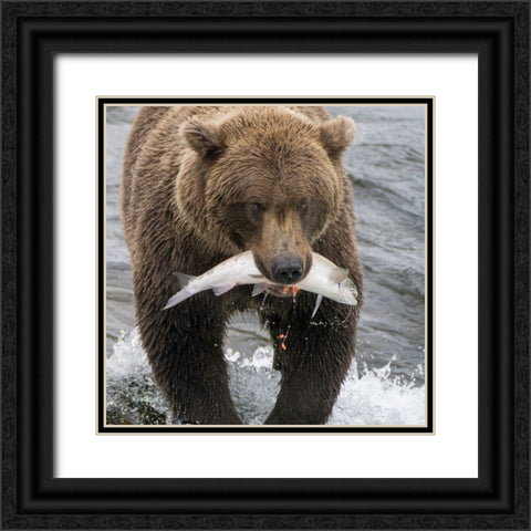 Alaska- Brooks Falls. Grizzley bear holding a salmon in its mouth. Black Ornate Wood Framed Art Print with Double Matting by Muir, Janet