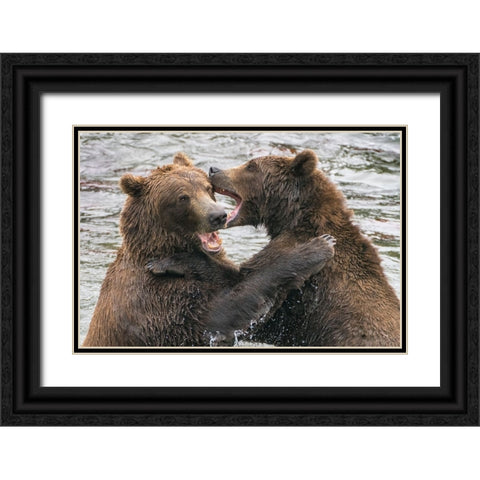 Alaska- Brooks Falls- Two young grizzly bears playing. Black Ornate Wood Framed Art Print with Double Matting by Muir, Janet