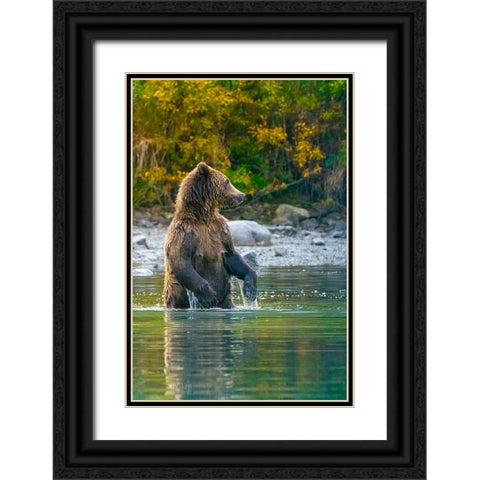 Alaska- Lake Clark. Grizzly bear stands up in the water. Black Ornate Wood Framed Art Print with Double Matting by Muir, Janet