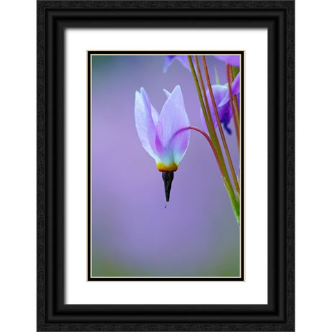 Meadow of Jeffreys Shooting star flowers-Tuolumne Meadows-Yosemite National Park-California Black Ornate Wood Framed Art Print with Double Matting by Jones, Adam