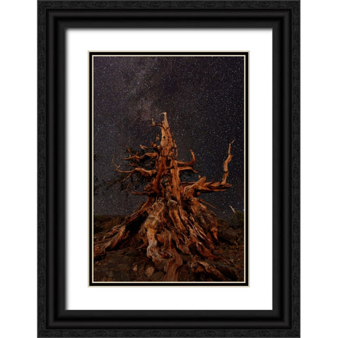Bristlecone pine and Milky Way-White Mountains-Inyo National Forest-California Black Ornate Wood Framed Art Print with Double Matting by Jones, Adam