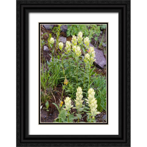 USA-Colorado-Uncompahgre National Forest Yellow paintbrush flowers close-up Black Ornate Wood Framed Art Print with Double Matting by Jaynes Gallery