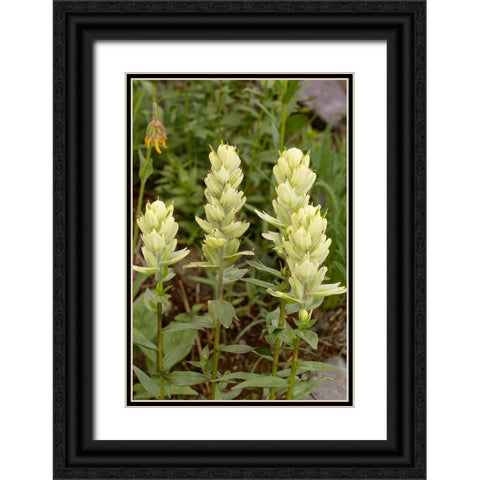 USA-Colorado-Uncompahgre National Forest Yellow paintbrush flowers close-up Black Ornate Wood Framed Art Print with Double Matting by Jaynes Gallery