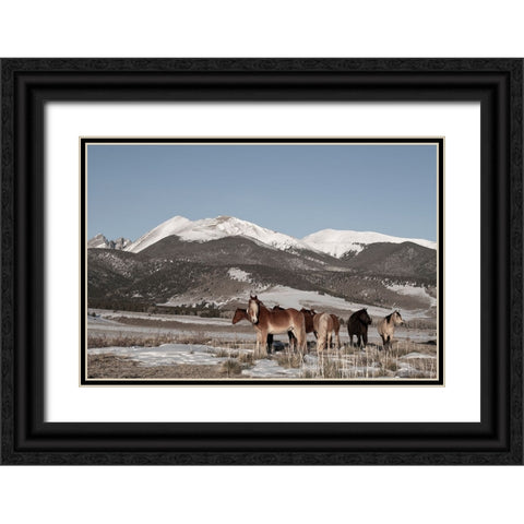 USA-Colorado-Music Meadows Ranch Herd of horses with Rocky Mountains in the distance Black Ornate Wood Framed Art Print with Double Matting by Hopkins, Cindy Miller