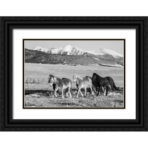 USA-Colorado-Westcliffe Music Meadows Ranch Herd of horses with Rocky Mountains in the distance Black Ornate Wood Framed Art Print with Double Matting by Hopkins, Cindy Miller