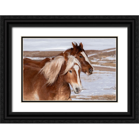 USA-Colorado-Westcliffe Music Meadows Ranch Ranch horses in winter Black Ornate Wood Framed Art Print with Double Matting by Hopkins, Cindy Miller