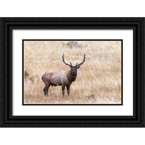 USA-bull elk Black Ornate Wood Framed Art Print with Double Matting by Theodore, George and Marilu
