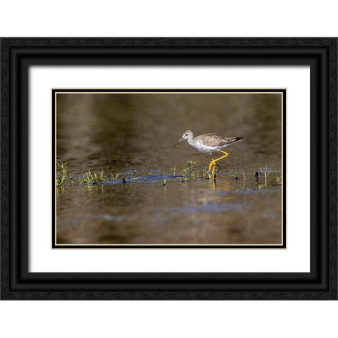 Lesser yellowlegs-Myakka River State Park-Florida Black Ornate Wood Framed Art Print with Double Matting by Jones, Adam