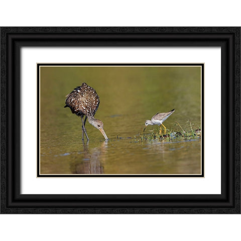 Limpkin and Lesser yellowlegs feeding Myakka River State Park-Florida Black Ornate Wood Framed Art Print with Double Matting by Jones, Adam