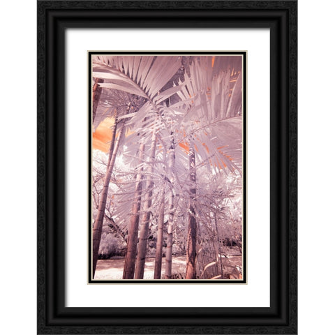 USA-Hawaii-Kauai-Infrared of palm trees of Kauai Black Ornate Wood Framed Art Print with Double Matting by Eggers, Terry
