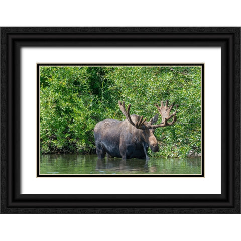 USA-Idaho-Bull Moose in Teton River Black Ornate Wood Framed Art Print with Double Matting by Garber, Howie