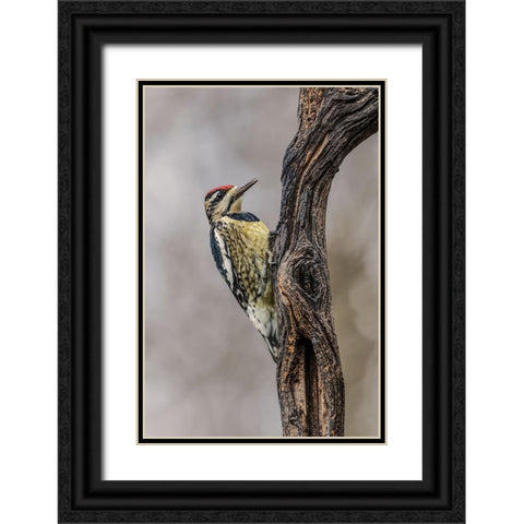 Bird-Yellow-bellied sapsucker in winter-Kentucky Black Ornate Wood Framed Art Print with Double Matting by Jones, Adam