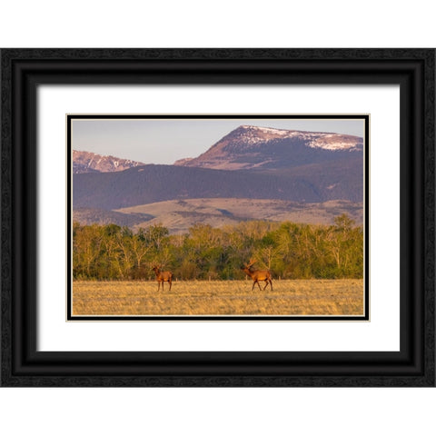 Bull elk in velvet along the Rocky Mountain Front near Choteau-Montana-USA Black Ornate Wood Framed Art Print with Double Matting by Haney, Chuck