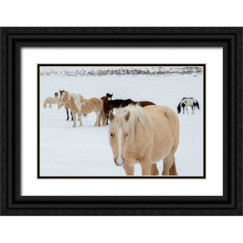 USA-Montana-Gardiner Horses with winter coats in snow Black Ornate Wood Framed Art Print with Double Matting by Hopkins, Cindy Miller