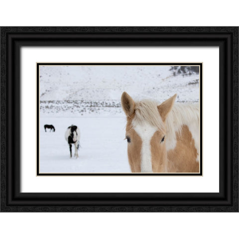 USA-Montana-Gardiner Palomino paint horse with shaggy winter coats in snow Black Ornate Wood Framed Art Print with Double Matting by Hopkins, Cindy Miller