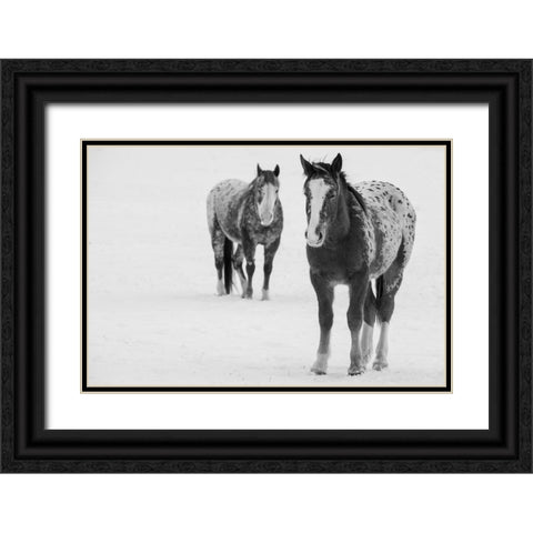 USA-Montana-Gardiner Appaloosa horses in winter snow Black Ornate Wood Framed Art Print with Double Matting by Hopkins, Cindy Miller