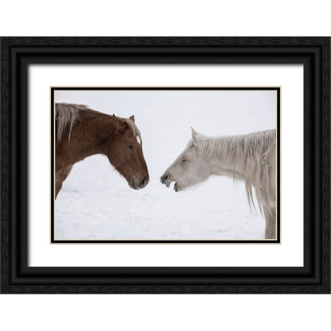 USA-Montana Gardiner Palomino and sorrel-with shaggy winter coat-nose to nose Black Ornate Wood Framed Art Print with Double Matting by Hopkins, Cindy Miller