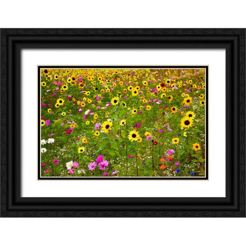 USA-New Hampshire meridian planted with sunflowers and cosmos flowers along Interstate 95 Black Ornate Wood Framed Art Print with Double Matting by Gulin, Sylvia