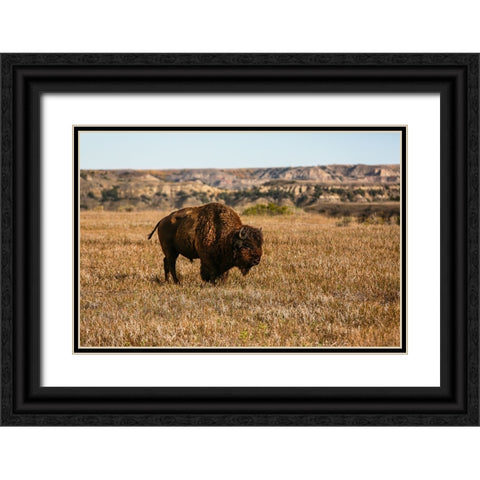 Theodore Roosevelt National Park-North Dakota-USA Badlands bison Black Ornate Wood Framed Art Print with Double Matting by Sienda, Jolly