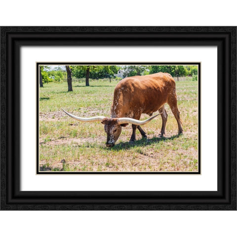 Marble Falls-Texas-USA-Longhorn cattle in the Texas Hill Country Black Ornate Wood Framed Art Print with Double Matting by Wilson, Emily M.