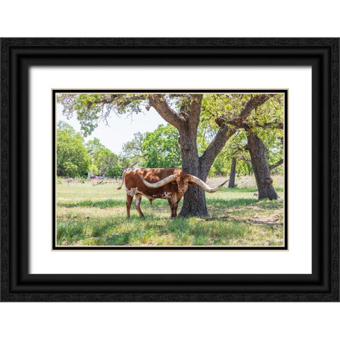 Marble Falls-Texas-USA-Longhorn cattle in the Texas Hill Country Black Ornate Wood Framed Art Print with Double Matting by Wilson, Emily M.