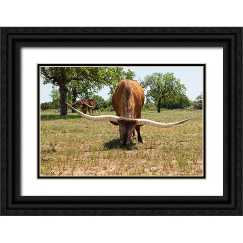 Marble Falls-Texas-USA-Longhorn cattle in the Texas Hill Country Black Ornate Wood Framed Art Print with Double Matting by Wilson, Emily M.