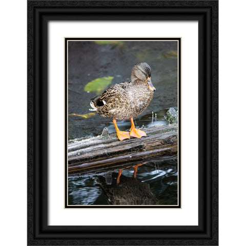 USA- Washington State- Sammamish. Yellow Lake with Female Mallard duck resting on floating log Black Ornate Wood Framed Art Print with Double Matting by Gulin, Darrell