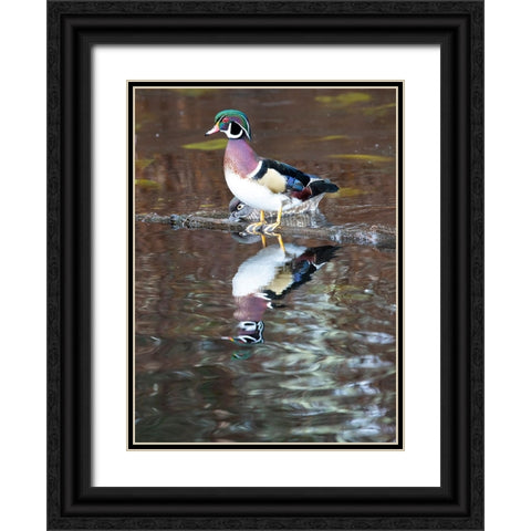USA- Washington State- Sammamish. Yellow Lake with male drake wood duck Black Ornate Wood Framed Art Print with Double Matting by Gulin, Darrell