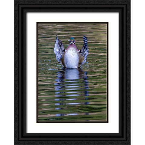 USA- Washington State- Sammamish. Yellow Lake and wood duck Stretching his wings Black Ornate Wood Framed Art Print with Double Matting by Gulin, Darrell