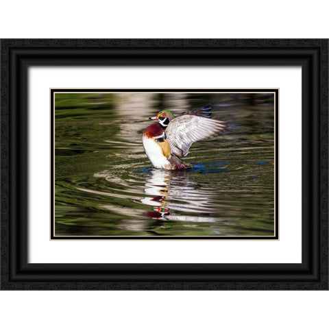 USA- Washington State- Sammamish. Yellow Lake with male drake wood duck flapping wings Black Ornate Wood Framed Art Print with Double Matting by Gulin, Darrell