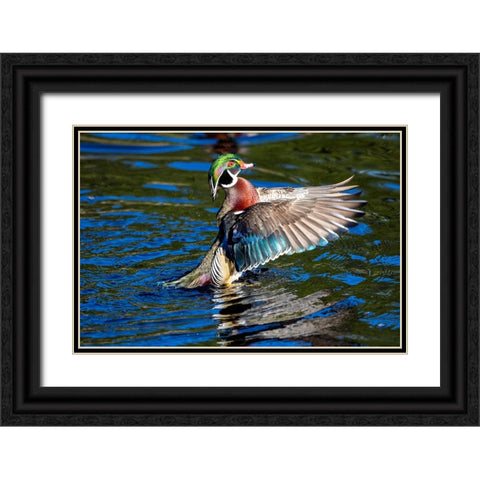 USA- Washington State- Sammamish. Yellow Lake with male drake wood duck flapping wings Black Ornate Wood Framed Art Print with Double Matting by Gulin, Darrell