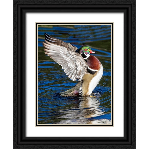 USA- Washington State- Sammamish. Yellow Lake with male drake wood duck flapping wings Black Ornate Wood Framed Art Print with Double Matting by Gulin, Darrell