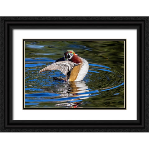 USA- Washington State- Sammamish. Yellow Lake with male drake wood duck flapping wings Black Ornate Wood Framed Art Print with Double Matting by Gulin, Darrell
