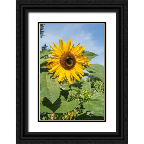 Issaquah-Washington State-USA Honeybee pollinating a sunflower on a sunny day Black Ornate Wood Framed Art Print with Double Matting by Horton, Janet