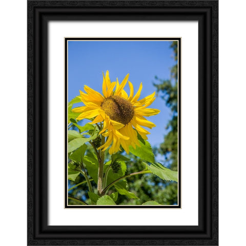 Bellevue-Washington State-USA Sunflower plant on a sunny day Black Ornate Wood Framed Art Print with Double Matting by Horton, Janet