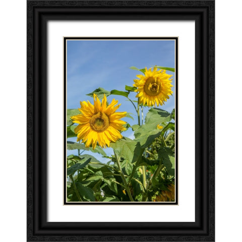 Issaquah-Washington State-USA Sunflower plants on a sunny day Black Ornate Wood Framed Art Print with Double Matting by Horton, Janet