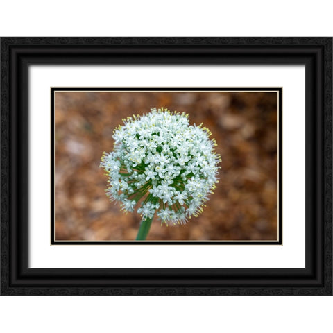 Issaquah- Washington State- USA. Onion plant bolting- or gone to seed. Black Ornate Wood Framed Art Print with Double Matting by Horton, Janet