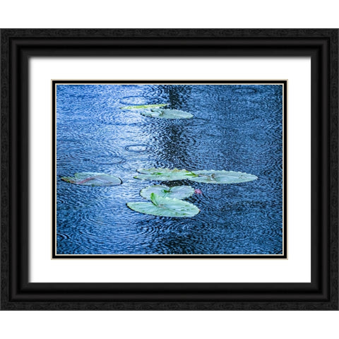 USA-Washington State-Pacific Northwest Sammamish trail Yellow Lake and lily pads in rain Black Ornate Wood Framed Art Print with Double Matting by Gulin, Sylvia