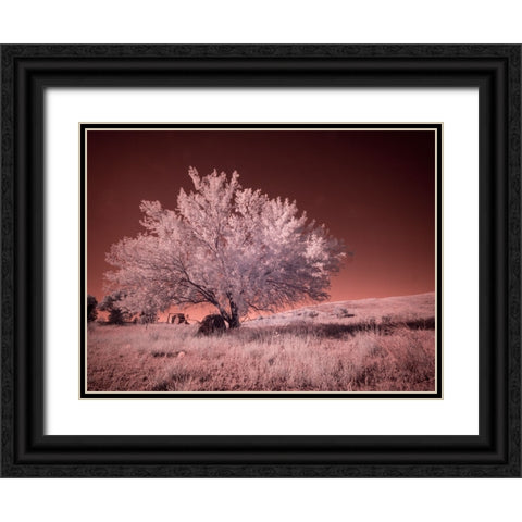 USA-Washington State-Palouse region-Lone tree in Field Black Ornate Wood Framed Art Print with Double Matting by Eggers, Terry