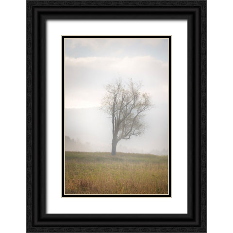 USA-West Virginia-Davis Lone tree in foggy field Black Ornate Wood Framed Art Print with Double Matting by Jaynes Gallery