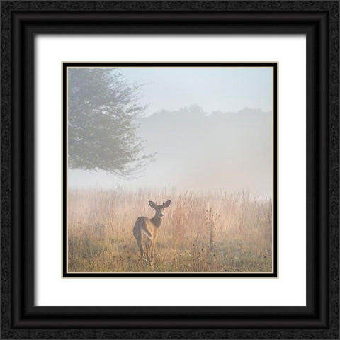 USA-West Virginia-Davis Deer in foggy field Black Ornate Wood Framed Art Print with Double Matting by Jaynes Gallery