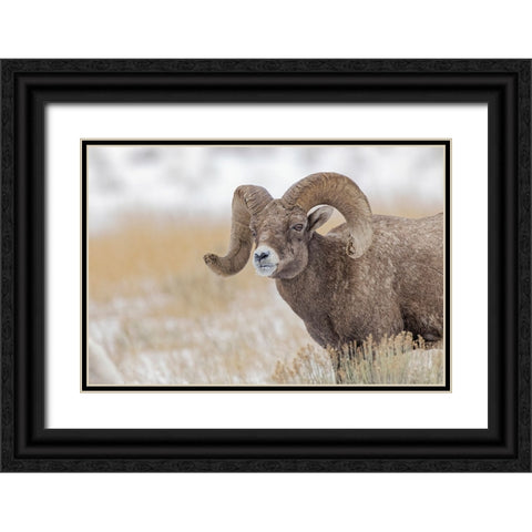 Bighorn sheep in winter Grand Teton National Park-Wyoming Black Ornate Wood Framed Art Print with Double Matting by Jones, Adam