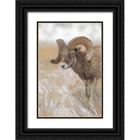 Bighorn sheep in winter Grand Teton National Park-Wyoming Black Ornate Wood Framed Art Print with Double Matting by Jones, Adam